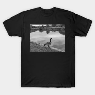 Canadian goose by the River Bure in Coltishall T-Shirt